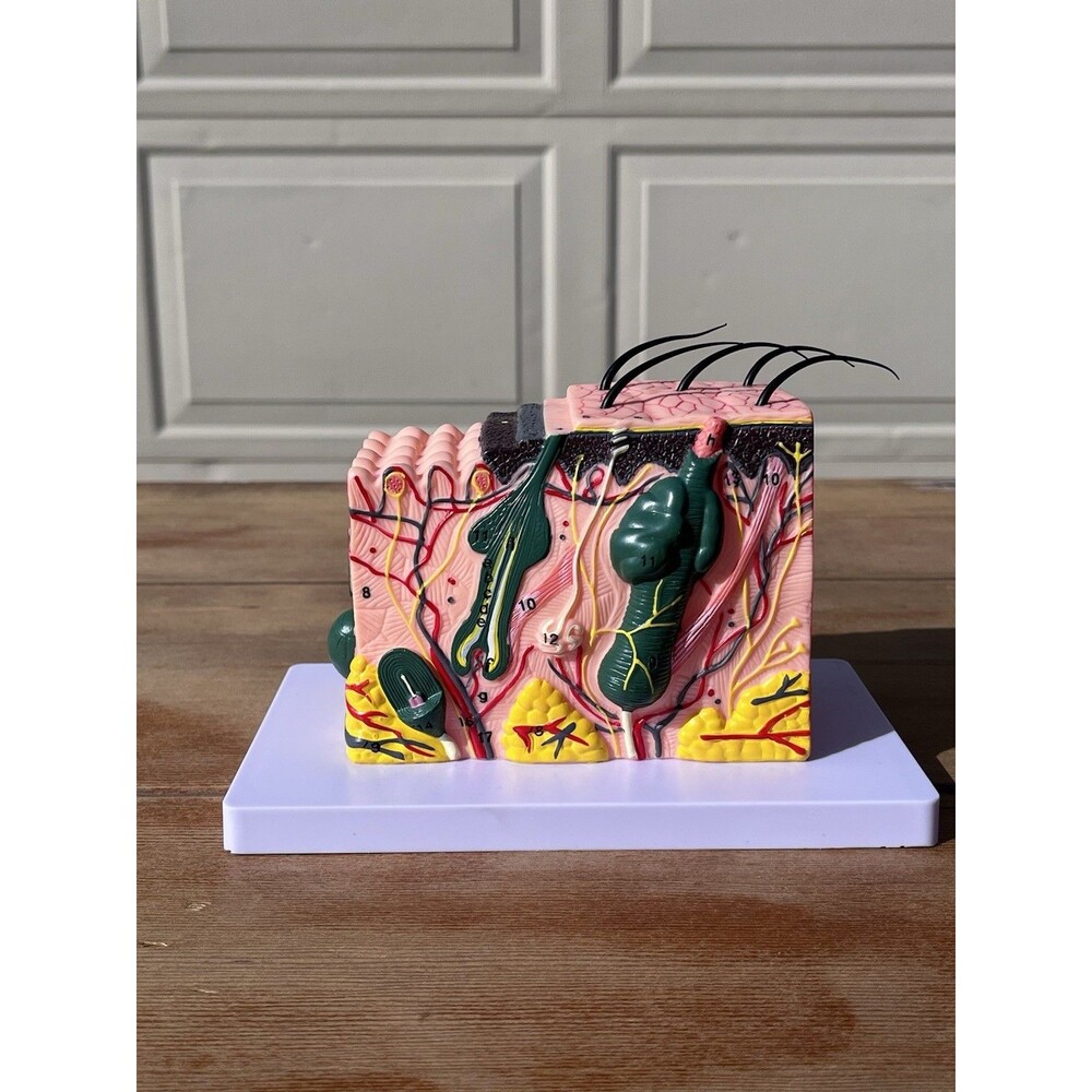 35X Enlarged Anatomical Skin Model 3 Dimensional Skin Teaching Aids Model